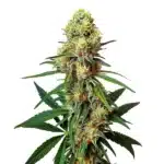 AK 47 Regular cannabis bud with thick crystal coating and vivid orange hairs.