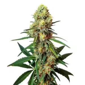 AK 47 Regular cannabis bud with thick crystal coating and vivid orange hairs.