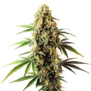 Black Domina Regular plant with dense buds and dark green to purple foliage.