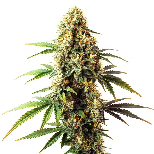 Black Domina Regular plant with dense buds and dark green to purple foliage.