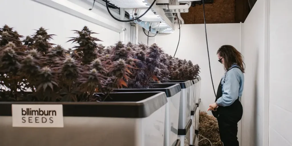 Hyper-realistic scene: person standing by rows of lush, dark-toned cannabis plants in large white containers with a "blimburn SEEDS" label, in an indoor grow room.