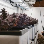 Hyper-realistic scene: person standing by rows of lush, dark-toned cannabis plants in large white containers with a "blimburn SEEDS" label, in an indoor grow room.