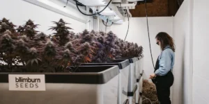 Hyper-realistic scene: person standing by rows of lush, dark-toned cannabis plants in large white containers with a "blimburn SEEDS" label, in an indoor grow room.