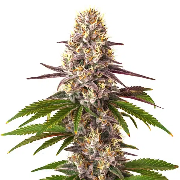 Blue OG Regular cannabis bud with purple crystal coating, orange pistils, and dark green fan leaves.