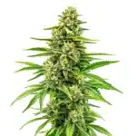 Bubblegum Regular cannabis bud with a sweet, fruity scent and bright green leaves.