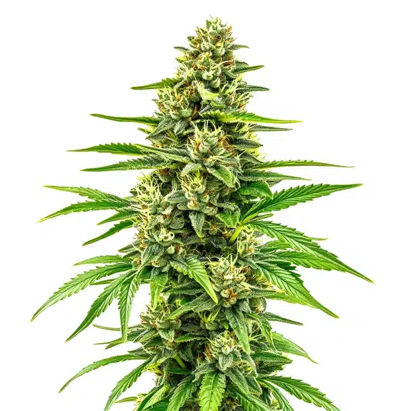 Bubblegum Regular cannabis bud with a sweet, fruity scent and bright green leaves.