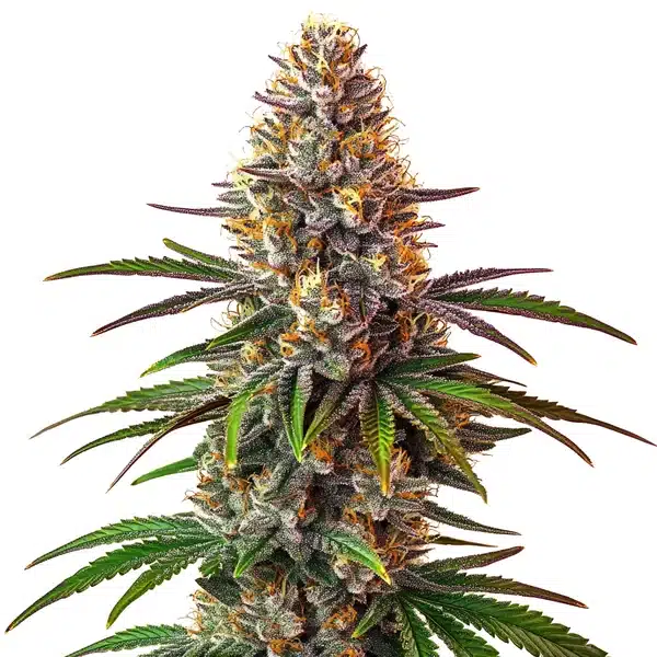 Cake Bomb Regular with thick, resin-covered buds and green-purple foliage.