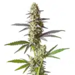 Cement Shoe x Rainbow Regular cannabis with multicolored leaves and dense frosty buds.