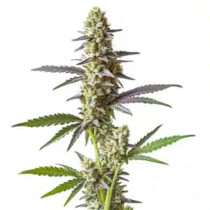 Cement Shoe x Rainbow Regular cannabis with multicolored leaves and dense frosty buds.