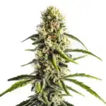 Cheese Lemon Regular plant with frosty buds, orange pistils, and citrus aroma.