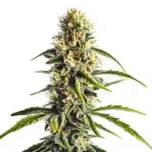 Cheese Lemon Regular plant with frosty buds, orange pistils, and citrus aroma.