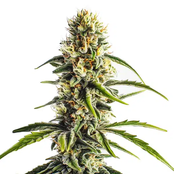 Cheese Lemon Regular plant with frosty buds, orange pistils, and citrus aroma.