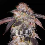 Chocolate Mint Regular