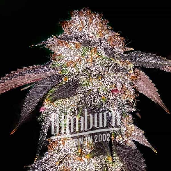 Chocolate Mint Regular