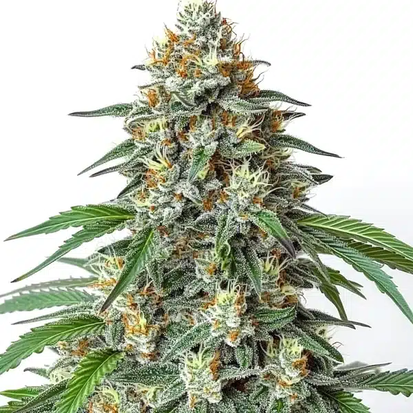 Critical Regular with heavy green buds and bright orange pistils.
