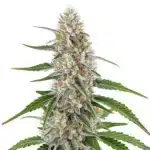 Robust Girl Scout Cookies x OG Kush buds with frosty trichomes and earthy undertones.