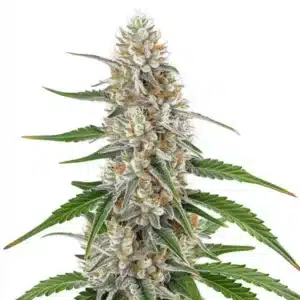 Robust Girl Scout Cookies x OG Kush buds with frosty trichomes and earthy undertones.