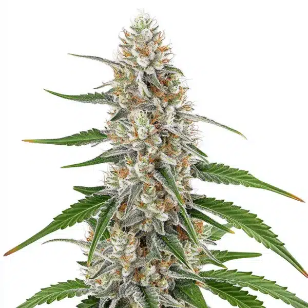 Robust Girl Scout Cookies x OG Kush buds with frosty trichomes and earthy undertones.