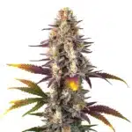 Kush Mints Regular cannabis plant with frosted, sticky buds and dark green leaves.