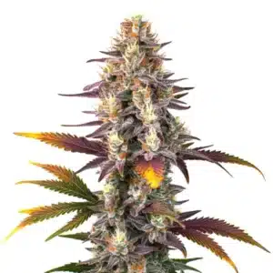 Kush Mints Regular cannabis plant with frosted, sticky buds and dark green leaves.