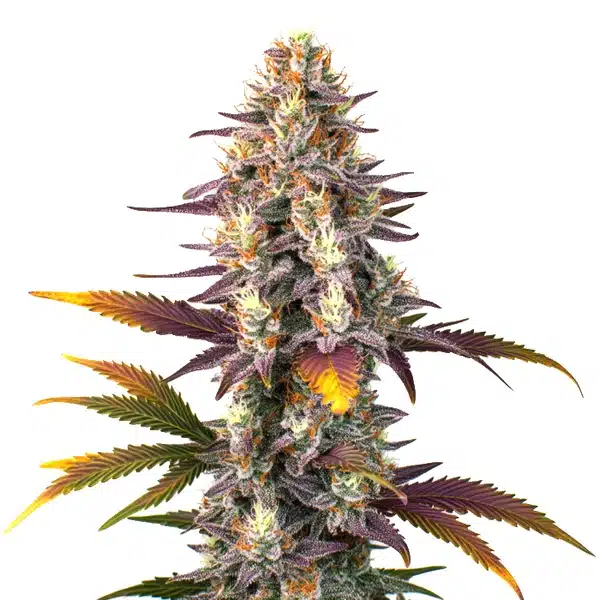 Kush Mints Regular cannabis plant with frosted, sticky buds and dark green leaves.
