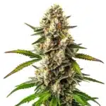 Maracuya Regular cannabis plant with thick green buds and bright orange pistils.