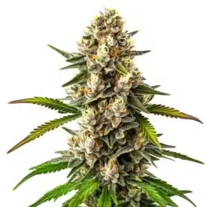 Maracuya Regular cannabis plant with thick green buds and bright orange pistils.