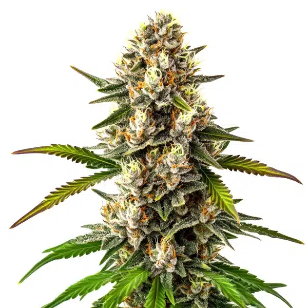 Maracuya Regular cannabis plant with thick green buds and bright orange pistils.