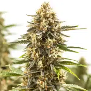 Pineapple Kush Regular cannabis, resinous bud with tropical pineapple aroma