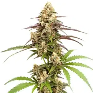 Rainbow Chip F2 Regular cannabis bud with colorful purple, orange, and green leaves covered in trichomes.