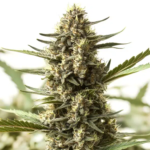 Scott OG Regular cannabis plant with dense frosty buds and thick pistils.