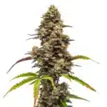 Zkittlez x Bruce Banner Regular plant with dark buds and vibrant orange pistils.