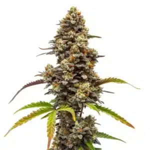 Zkittlez x Bruce Banner Regular plant with dark buds and vibrant orange pistils.