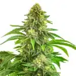 Bruce Banner x Tropi BCN Regular plant with frosty purple and orange-hair buds.