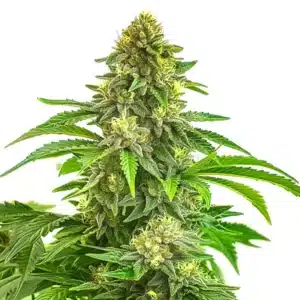 Bruce Banner x Tropi BCN Regular plant with frosty purple and orange-hair buds.