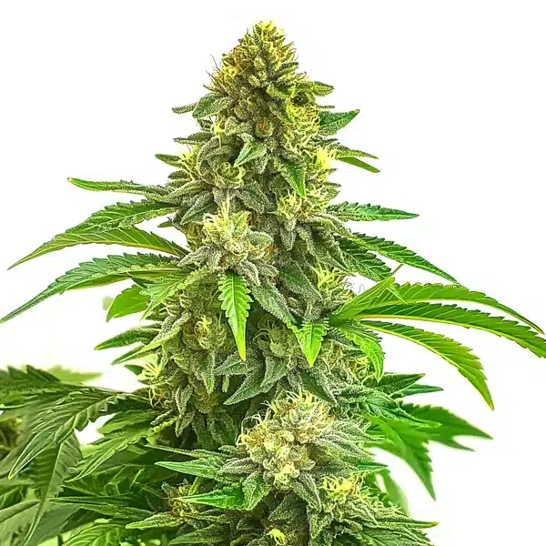 Bruce Banner x Tropi BCN Regular plant with frosty purple and orange-hair buds.