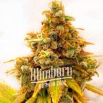 Critical Bilbo x Rainbow Chips Regular