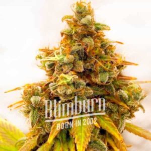 Critical Bilbo x Rainbow Chips Regular