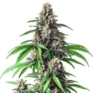Critical Purple Kush x Bruce Banner plant with resinous purple buds and green foliage.
