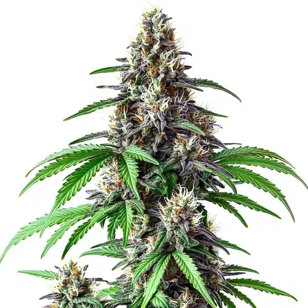 Critical Purple Kush x Bruce Banner plant with resinous purple buds and green foliage.