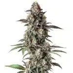 Critical Purple Regular cannabis plant with dense purple buds and vibrant trichomes.