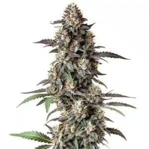 Critical Purple Regular cannabis plant with dense purple buds and vibrant trichomes.