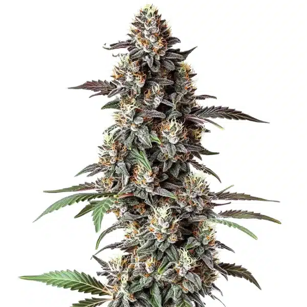Critical Purple Regular cannabis plant with dense purple buds and vibrant trichomes.