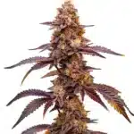 Dark Star Auto cannabis strain with deep purple buds and vibrant orange pistils.