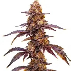 Dark Star Auto cannabis strain with deep purple buds and vibrant orange pistils.