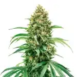 Grape Killer Haze Auto cannabis bud with frosty sativa flowers and orange hairs.