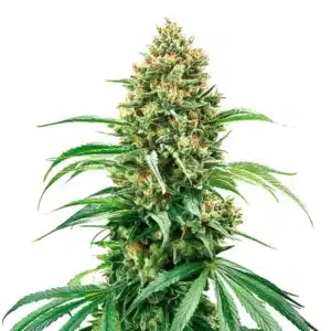 Grape Killer Haze Auto cannabis bud with frosty sativa flowers and orange hairs.