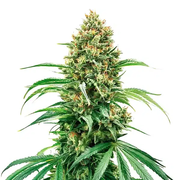 Grape Killer Haze Auto cannabis bud with frosty sativa flowers and orange hairs.