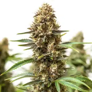 Jony Pot x Pineapple Sherbet Regular cannabis bud with tropical fruity notes and trichomes.