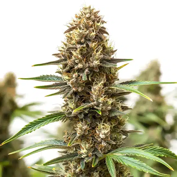 Jony Pot x Pineapple Sherbet Regular cannabis bud with tropical fruity notes and trichomes.